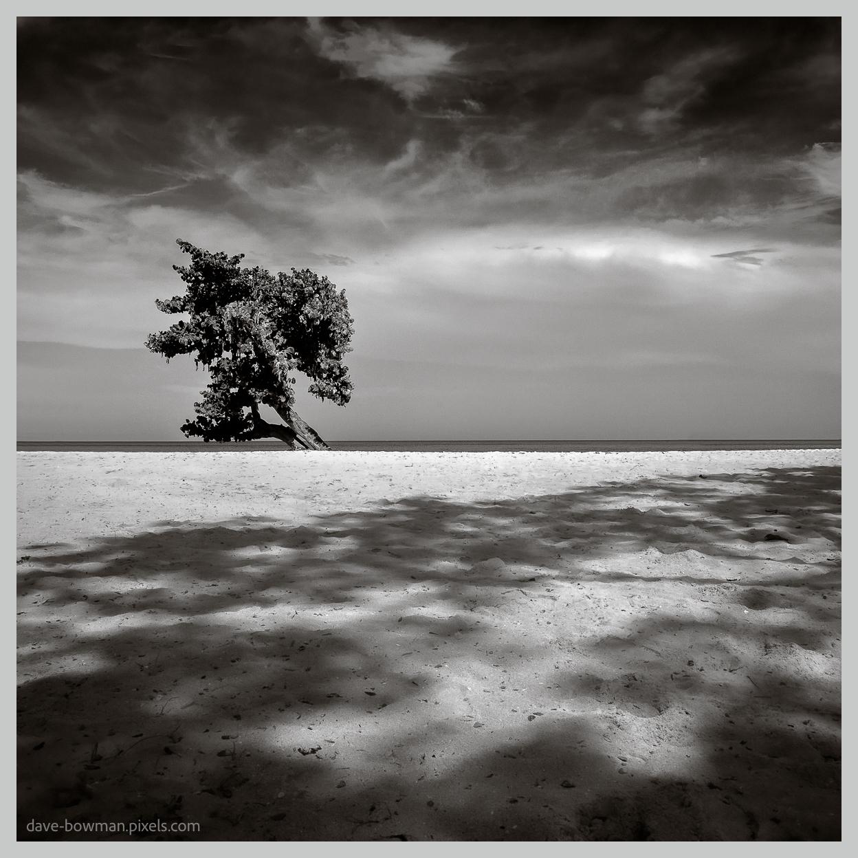 A photograph of a lone tree standing on a quiet Jamaican beach, positioned near the horizon where the sandy shore meets the sea. The monochrome image shows a broad expanse of sand in the foreground, with the long shadow of another tree stretching across it. Beyond the shoreline, the sea extends towards the horizon beneath a wide sky filled with soft, scattered clouds, creating a spacious and peaceful scene.