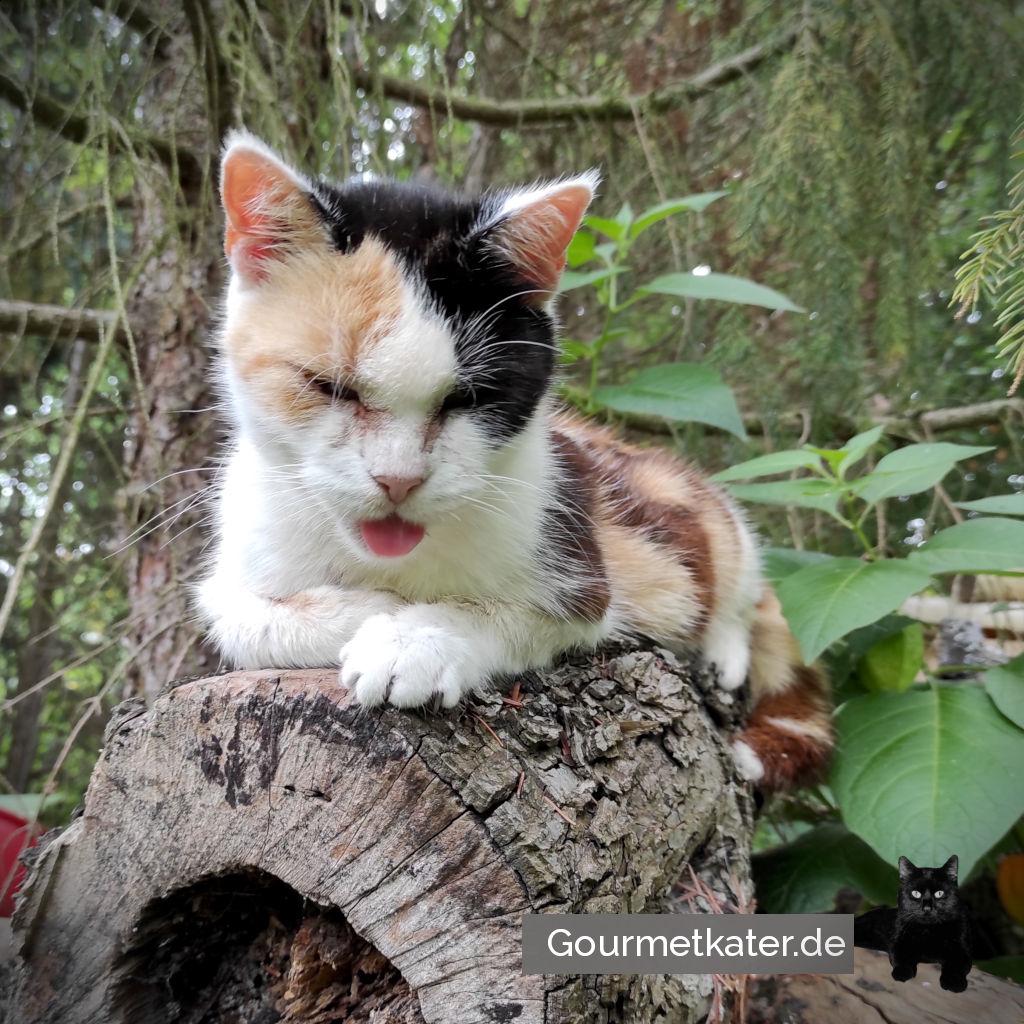 Katze auf Holzstapel