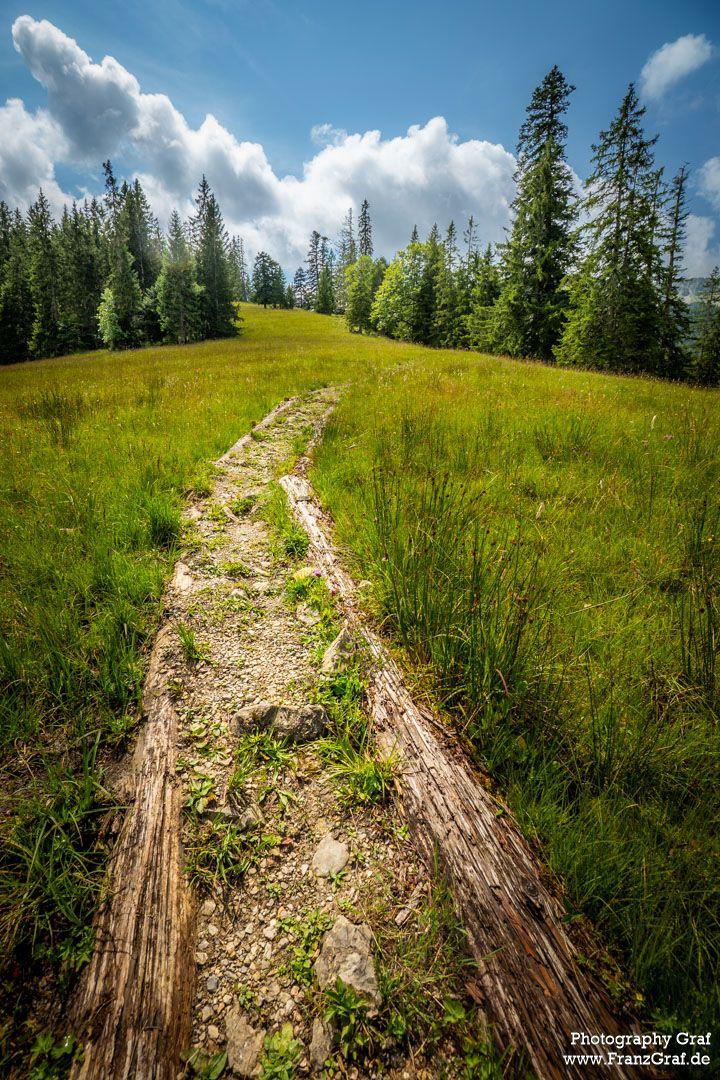 This image captures a serene hiking trail winding through a lush, green meadow under a bright blue sky dotted with fluffy white clouds. The path, made of dirt and small rocks, cuts through tall grass, inviting exploration. On either side, dense forests of tall evergreen trees frame the scene, their dark green foliage contrasting with the open, sunlit meadow. The perspective draws the viewer’s eye along the trail, creating a sense of depth and adventure. The vibrant colors—green grass, earthy tones of the path, and the vivid blue sky—evoke a feeling of tranquility and connection with nature.