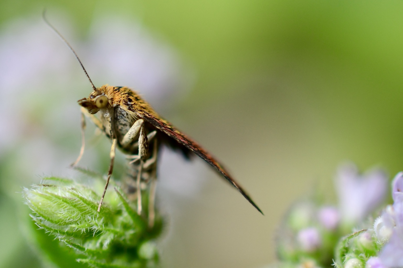 Moth with the eye visible on. Mint leaf.