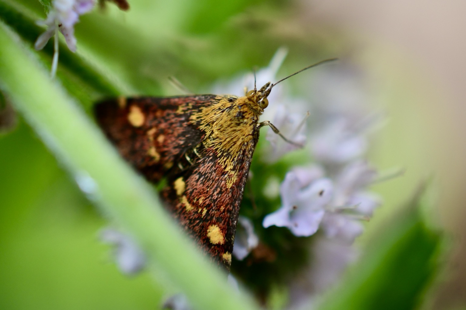 Orange moth on a mint flower.