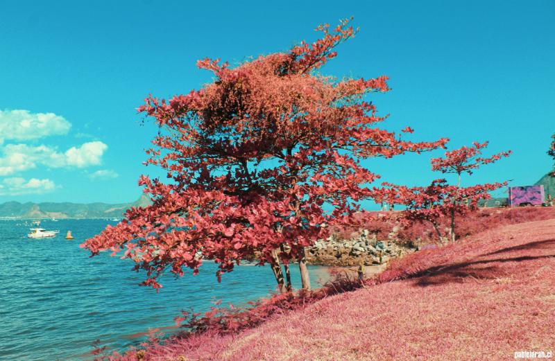 Red tree and grass at Prainha and view of the Guanabara Bay
Marina da Glória
Fake Infrared.