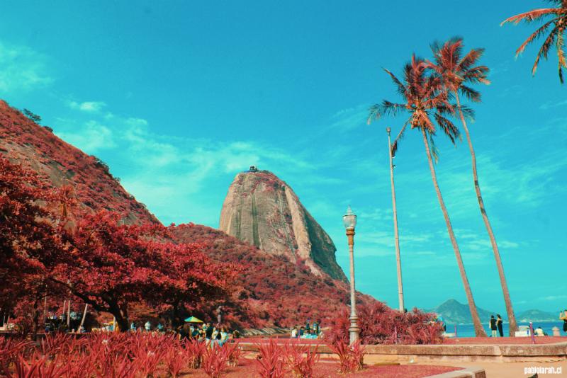 Pão de Açúcar as seen from the Praia Vermelha Square with red grass and foliage