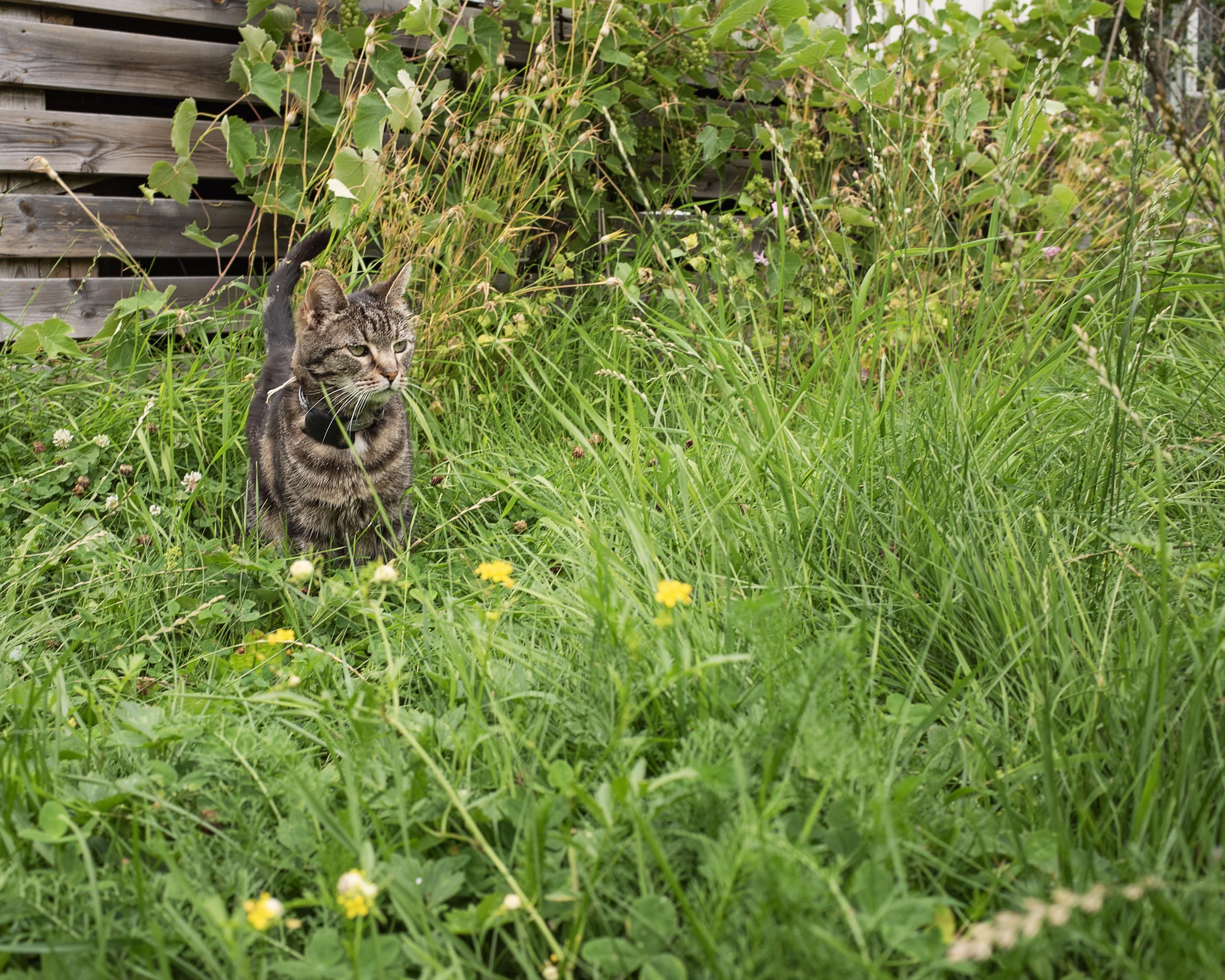 Very cute tabby cat standing in tall grass and dandelions.