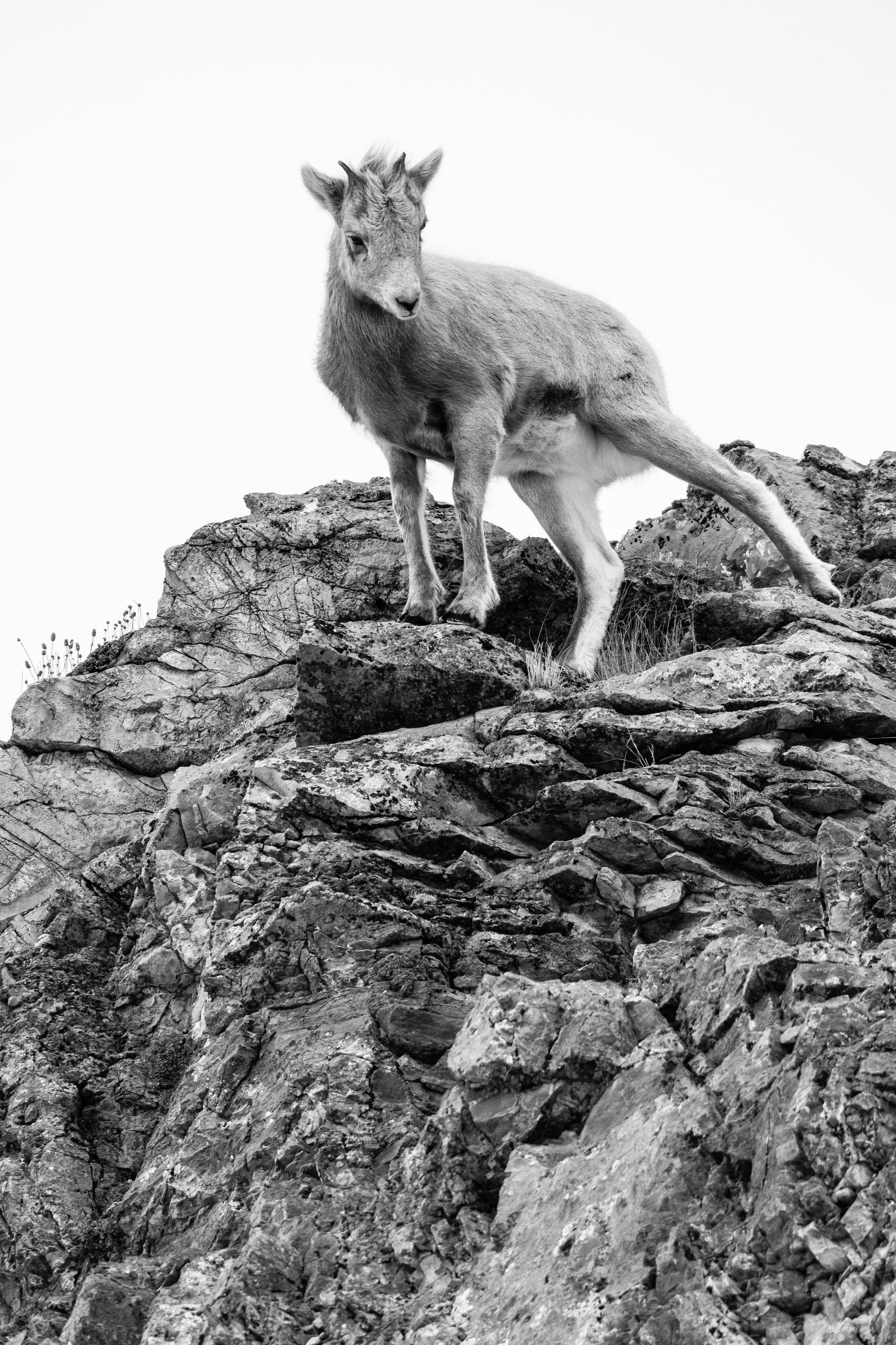 A bighorn lamb standing on the edge of a rocky cliff.