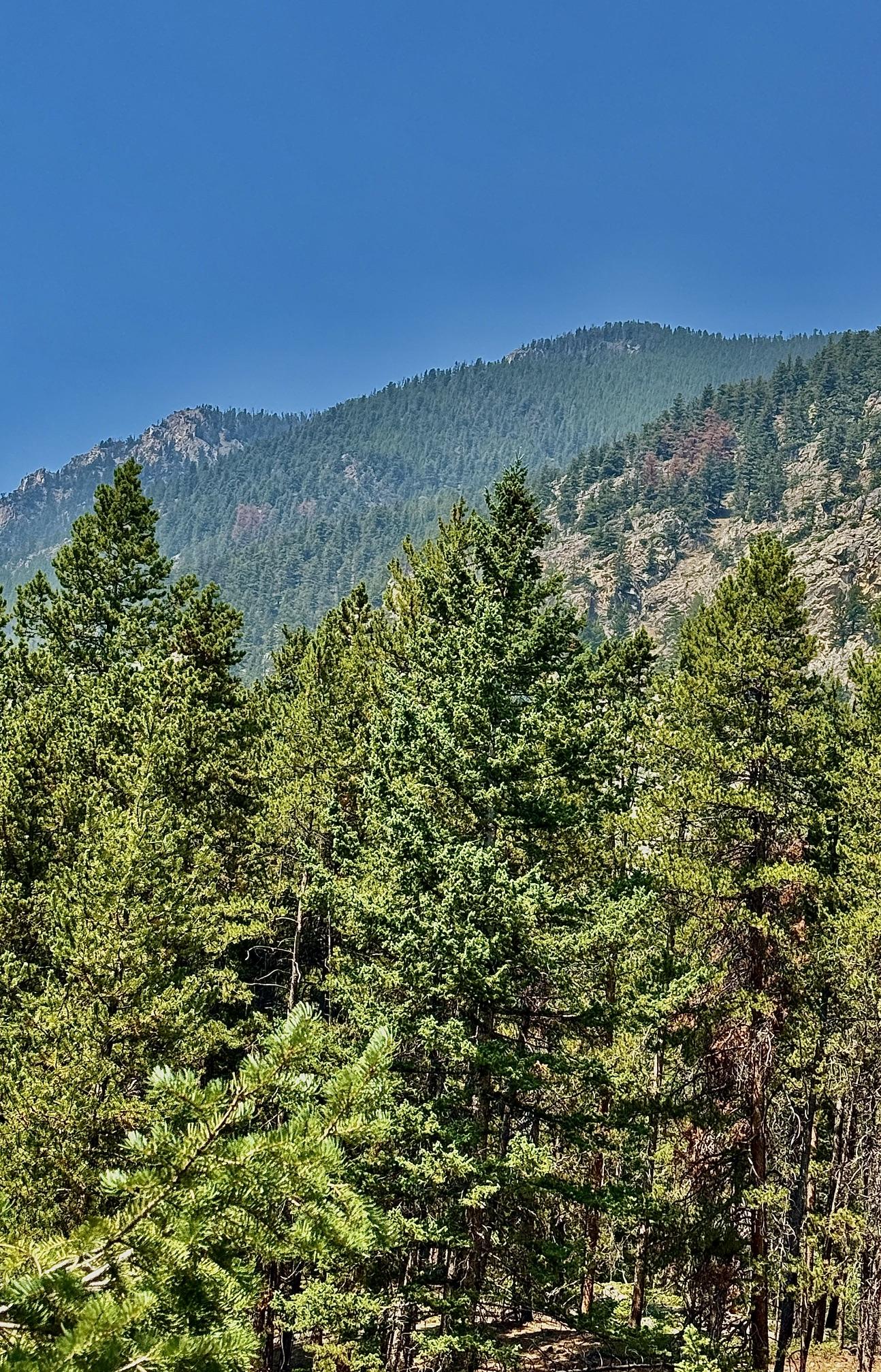 just started noticing S-facing areas mid-slope and higher conifers starting to die most vulnerable spots. we'll see how much these expand thru rest of summer.