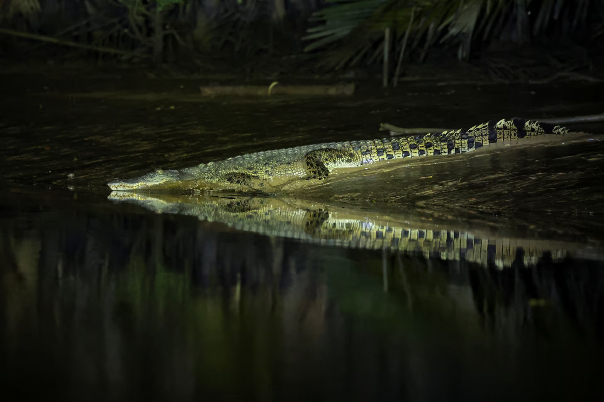A crocodile rests on the riverbank, reflected in the water.