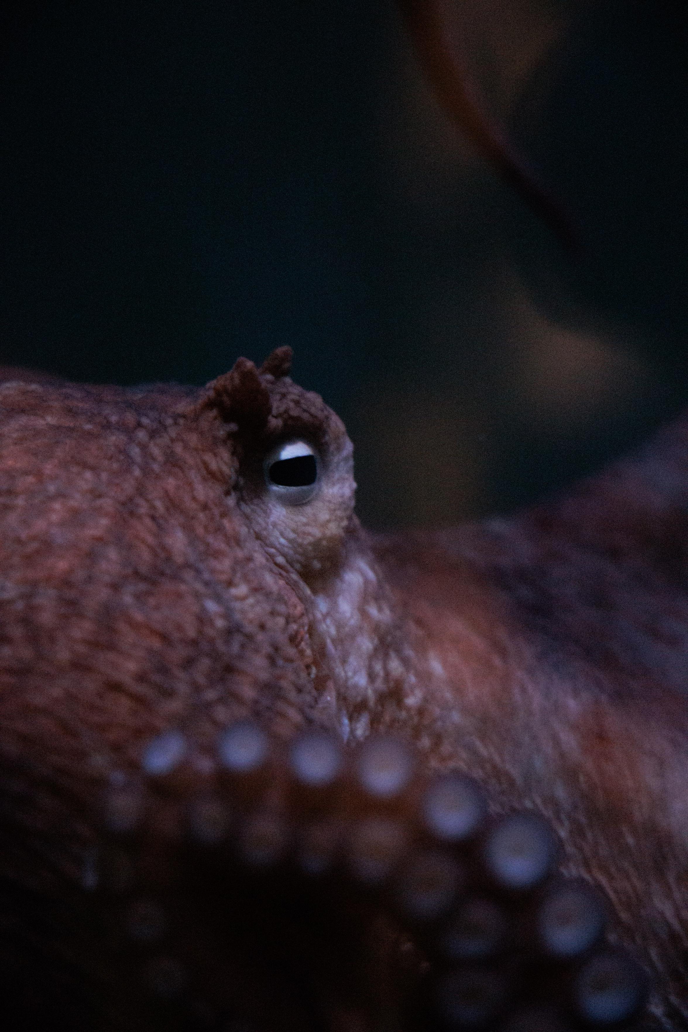 Close-up of a reddish-brown octopus with a eye and curled tentacles.
