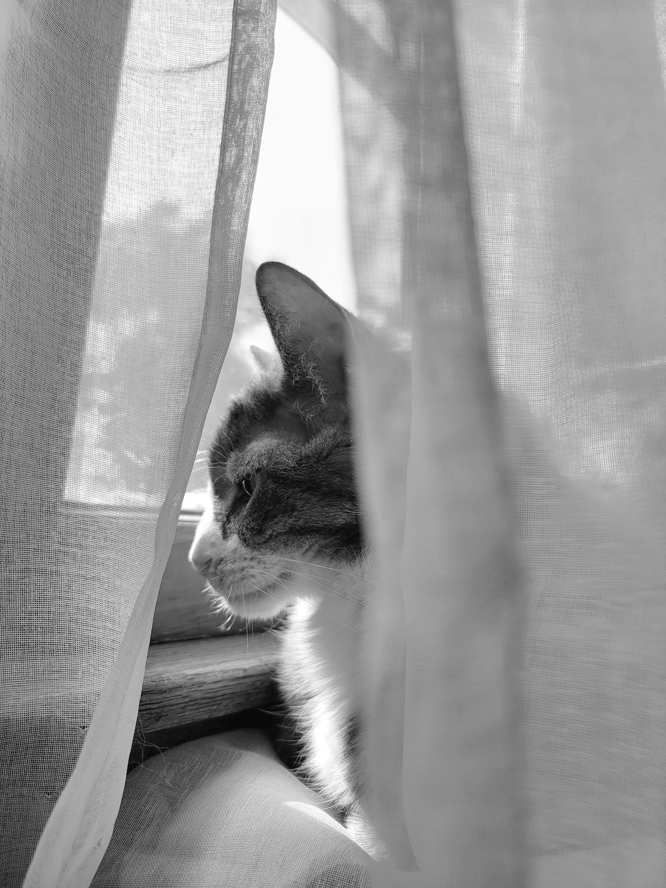 B&W photo of a short-haired, grey and white, tabby cat named Dara. 
Dara is perched on a couch next to a brightly lit window, peeking between the sheer curtains in the soft sunlight.