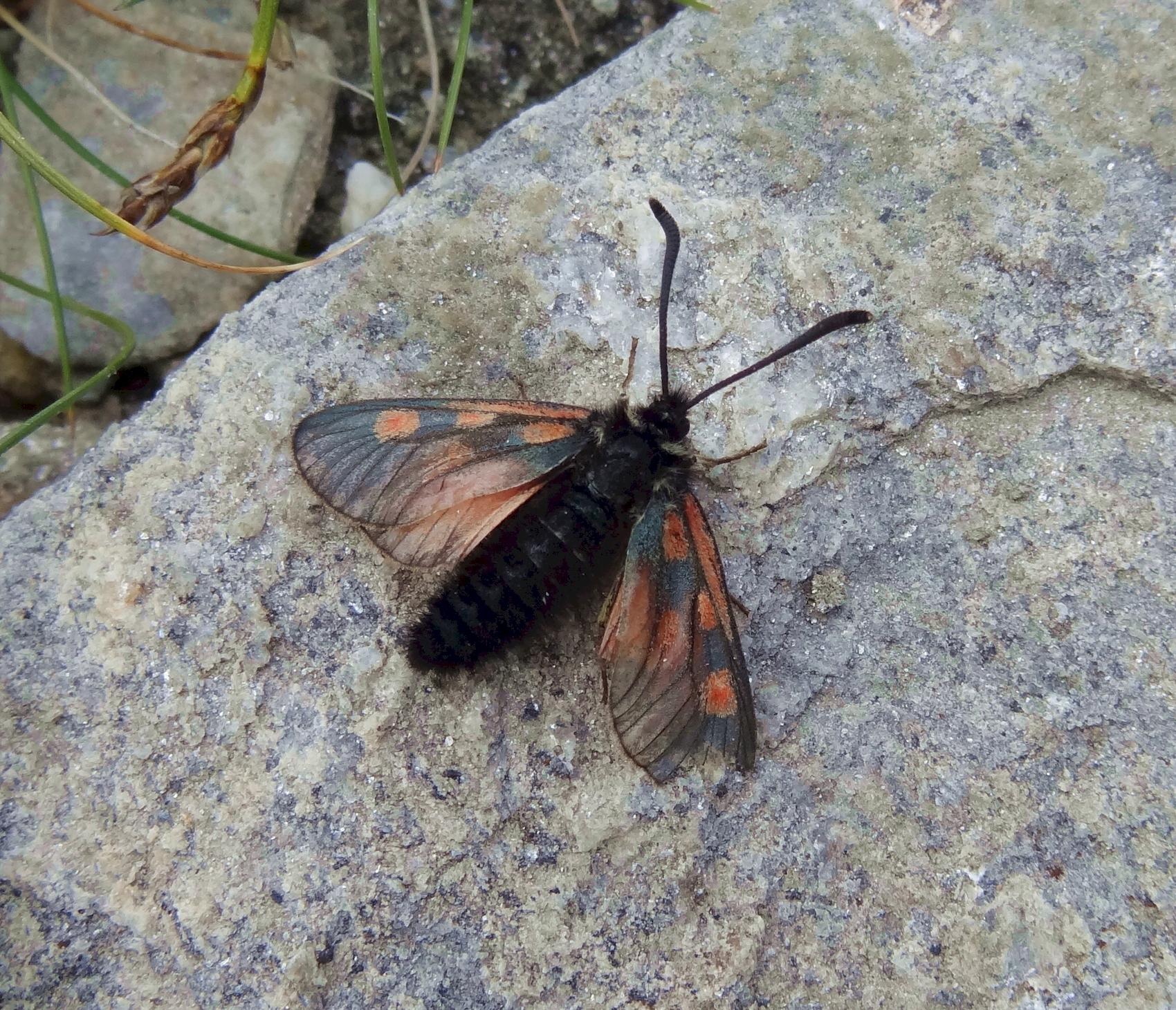 Ein Hochalpen-Widderchen (Zygaena exulans). Der tagaktive Nachtfalter kommt in alpinen Regionen oberhalb der Baumgrenze vor, hier auf ca. 3.000 Höhenmetern im schweizerischen Wallis.