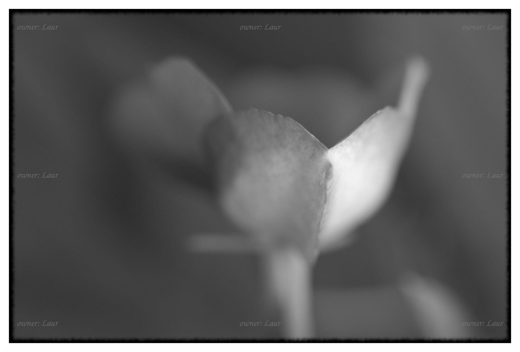 Flower, monochrome, photo
