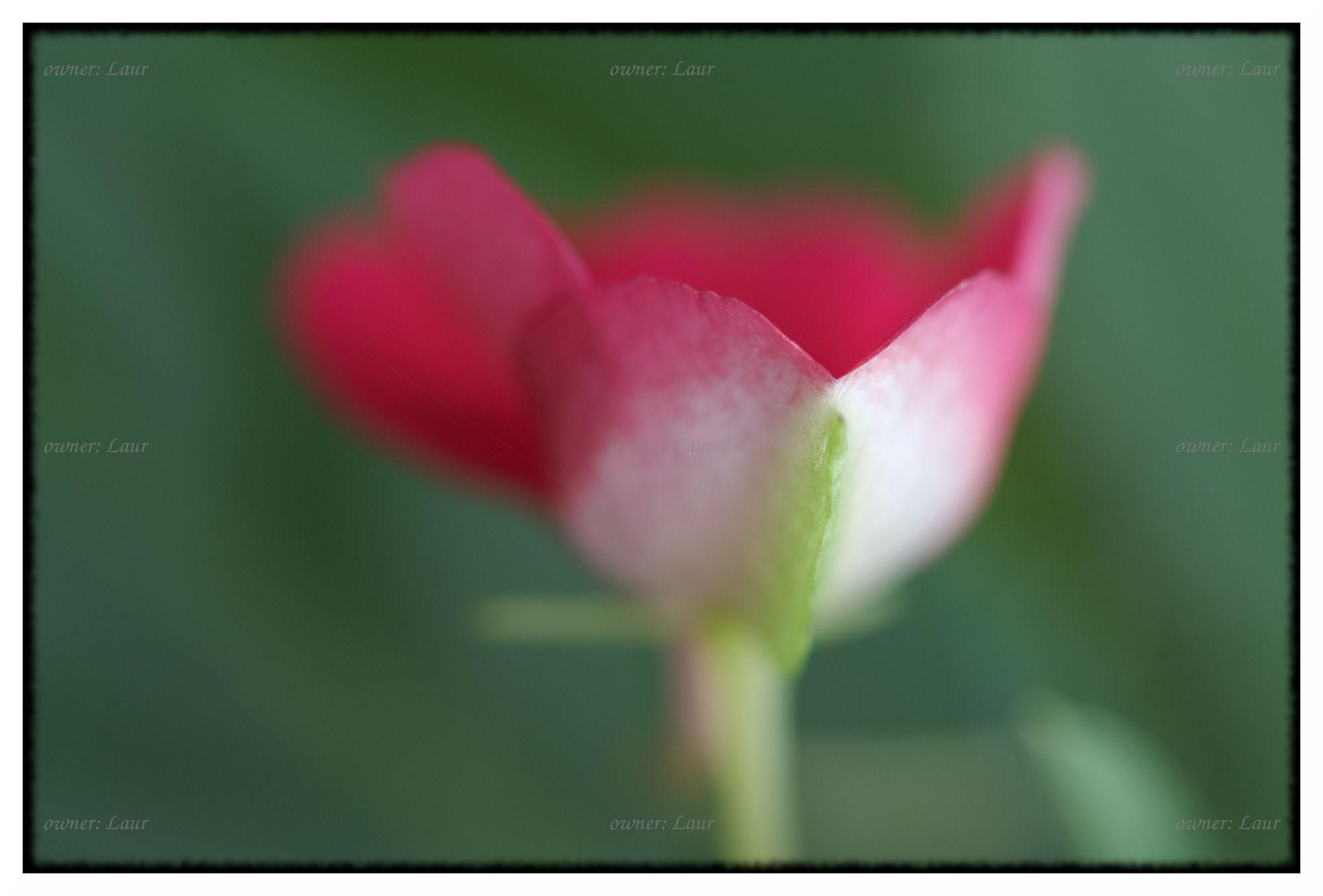 Flower, color, photo
