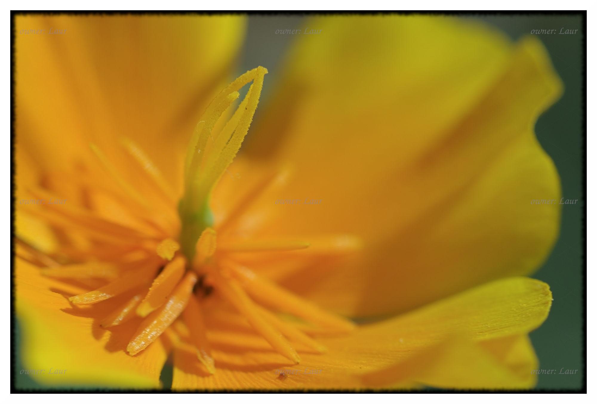 Flower, color, photo