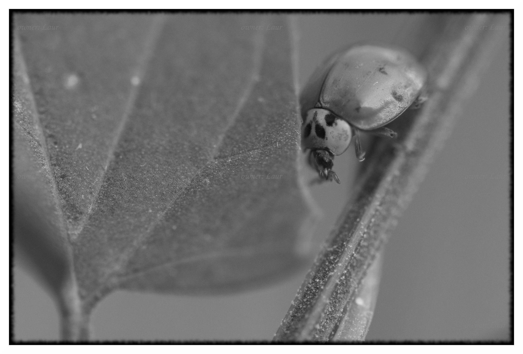 Ladybug, monochrome, photo