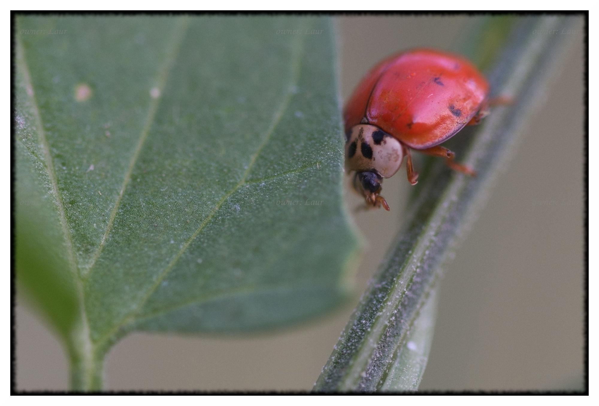 Ladybug, color, photo
