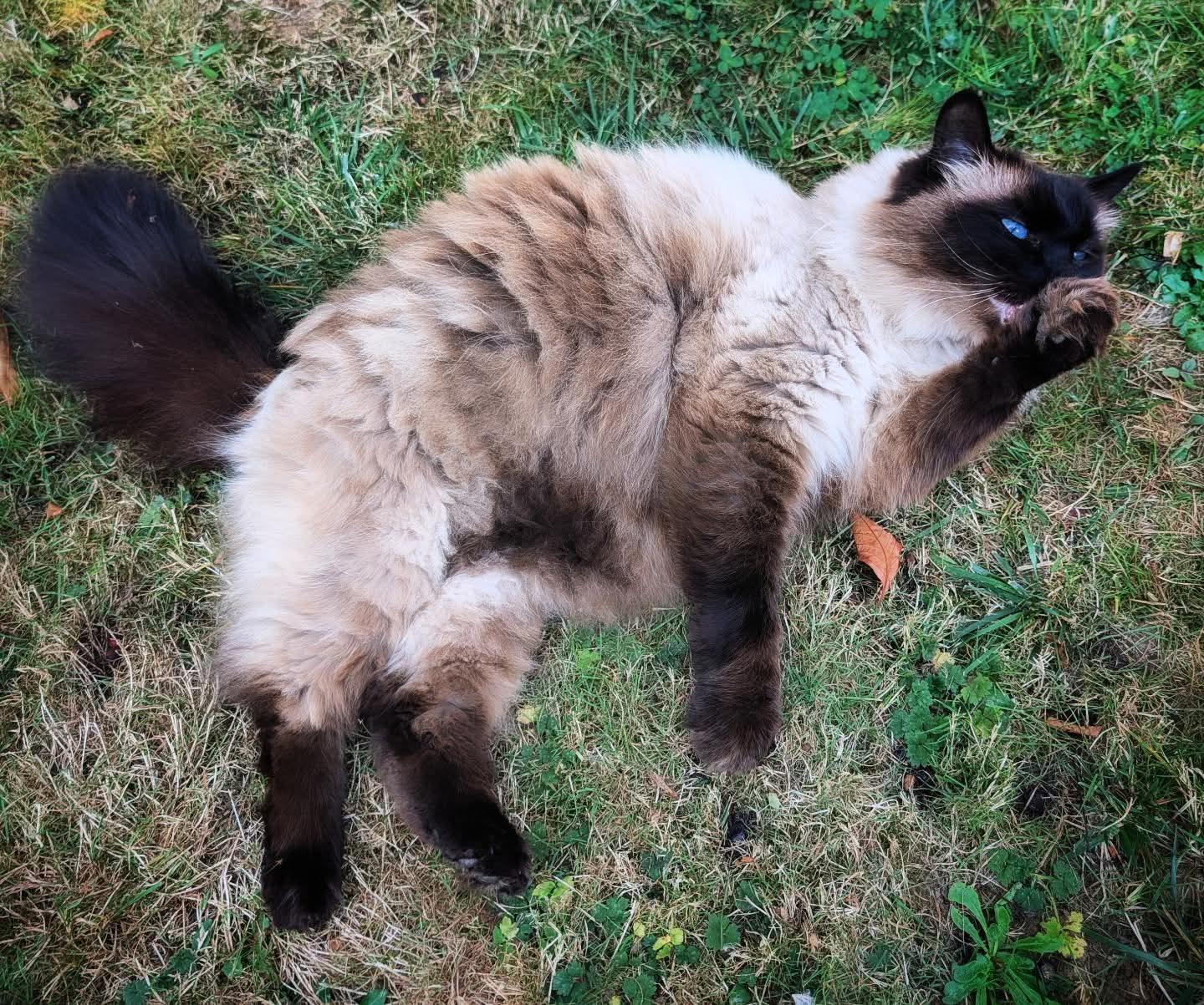 Ozymandias a blue eyed off-white Himilayan ragdoll cat licks his front paw in the grass in my front yard in the St. John's neighborhood of Portland Oregon.
