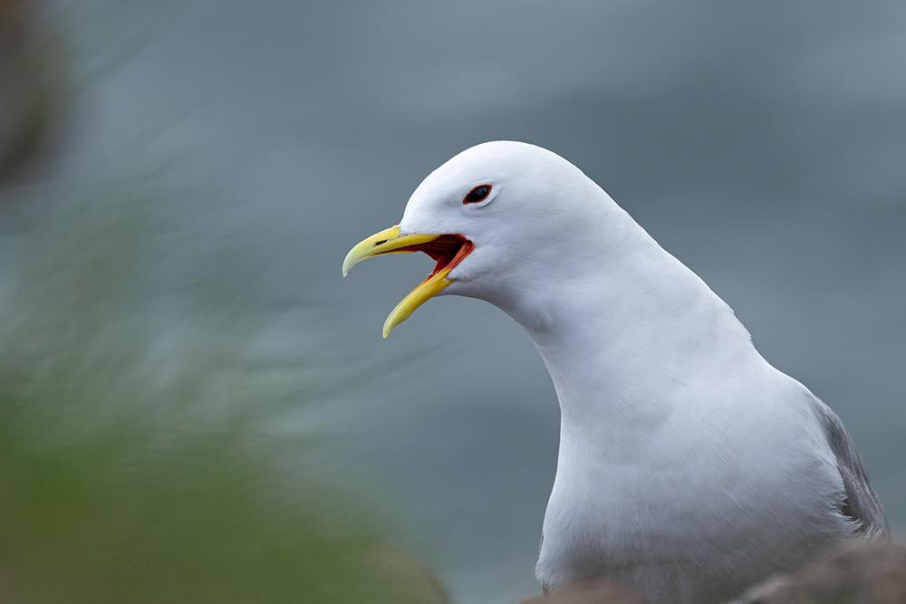Au bord d'une falaise sur fond bleu, le bec ouvert, une mouette tridactyle crie, montrant l'intérieur rouge de son bec.