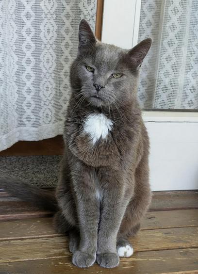 Snurre the Cat is studying the photographer through half-closed eyes, appearing to be thinking about something sinister. He sits just outside the terrace door, in his "pretty boy" posture, showing off his white chest patch and one of his bunny rabbit hind feet.