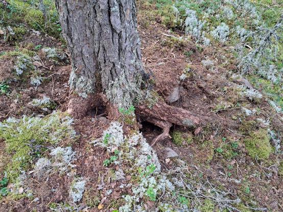 Noin 30 cm halkaisijaltaan oleva mänty, jonka juurien ympäriltä ja alta on kaivettu maata pois.
Ympäristössä kanervikkoa, sammalta ja jäkälää.