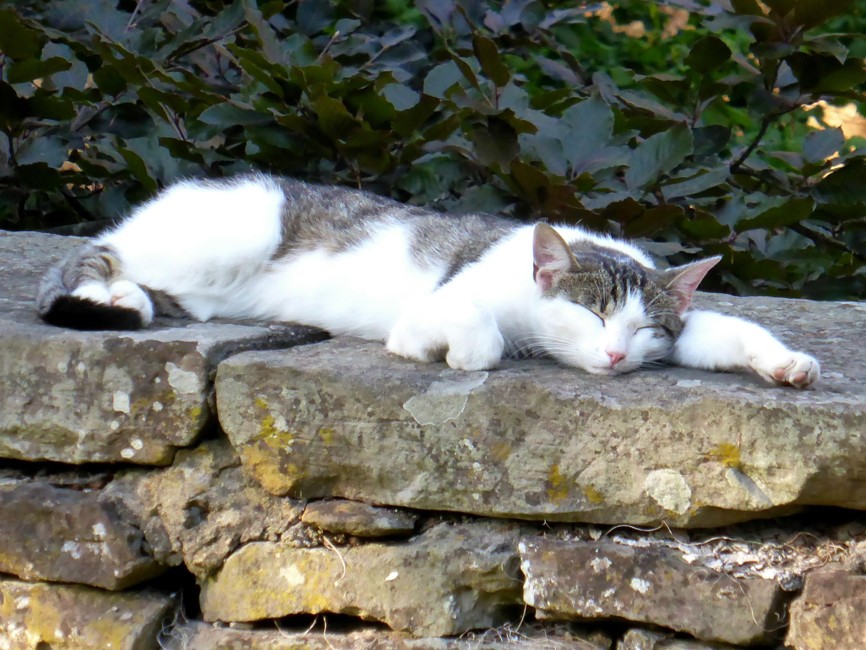 Eine weiß, grau genustere Katze chillt im Halbschattem auf einer Steinmauer. Irland 2017