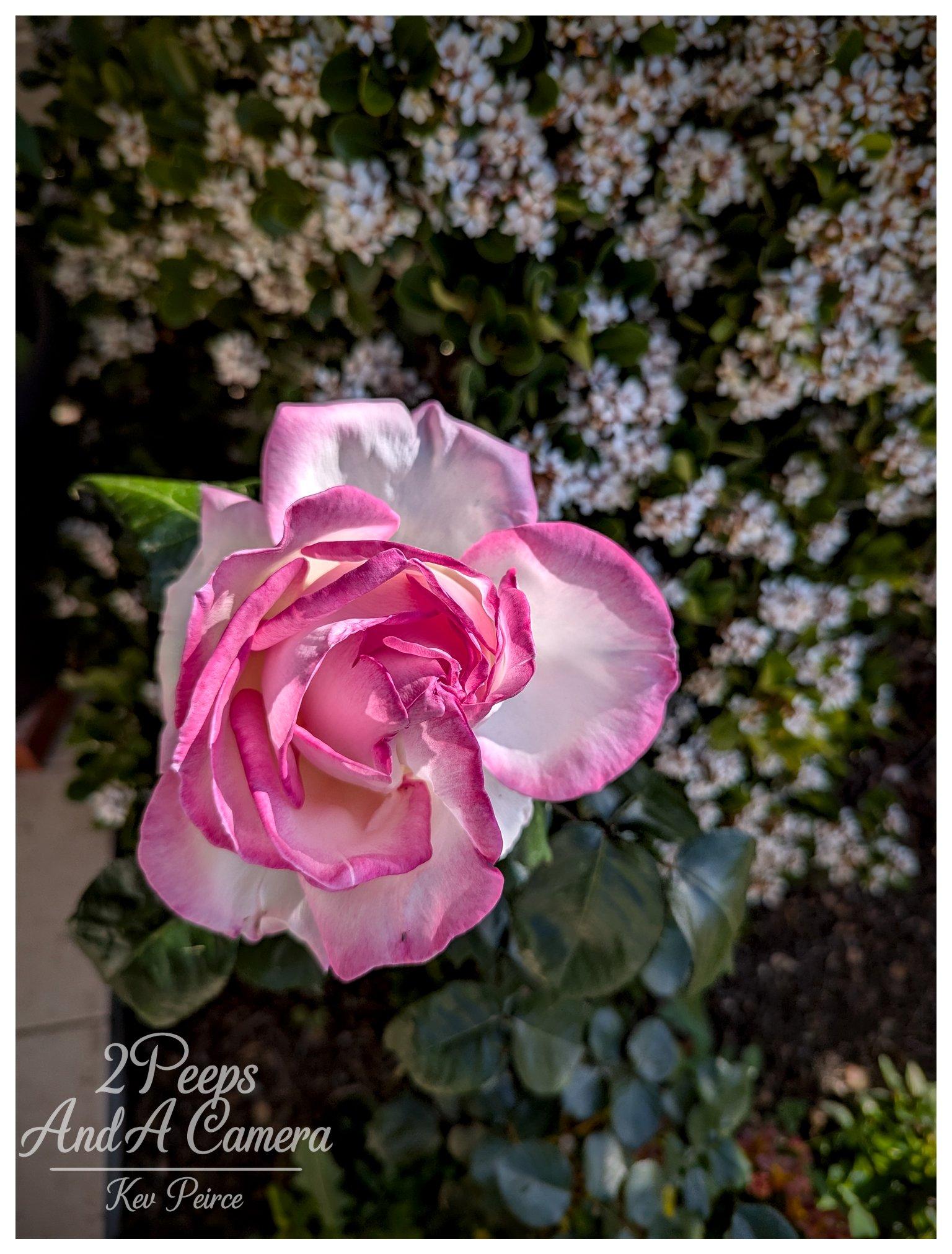 A high angle, vertical photograph showcasing a fully open rose blossom in rich detail. The petals feature white and cream centres with vivid deep pink and magenta edges curling gracefully around the core. Bright daylight illuminates the flower from the side, casting subtle shadows between the overlapping petals. In the background, a dense bush with tiny white flowers creates a textured, soft focus backdrop. A watermark is placed in the lower right corner.