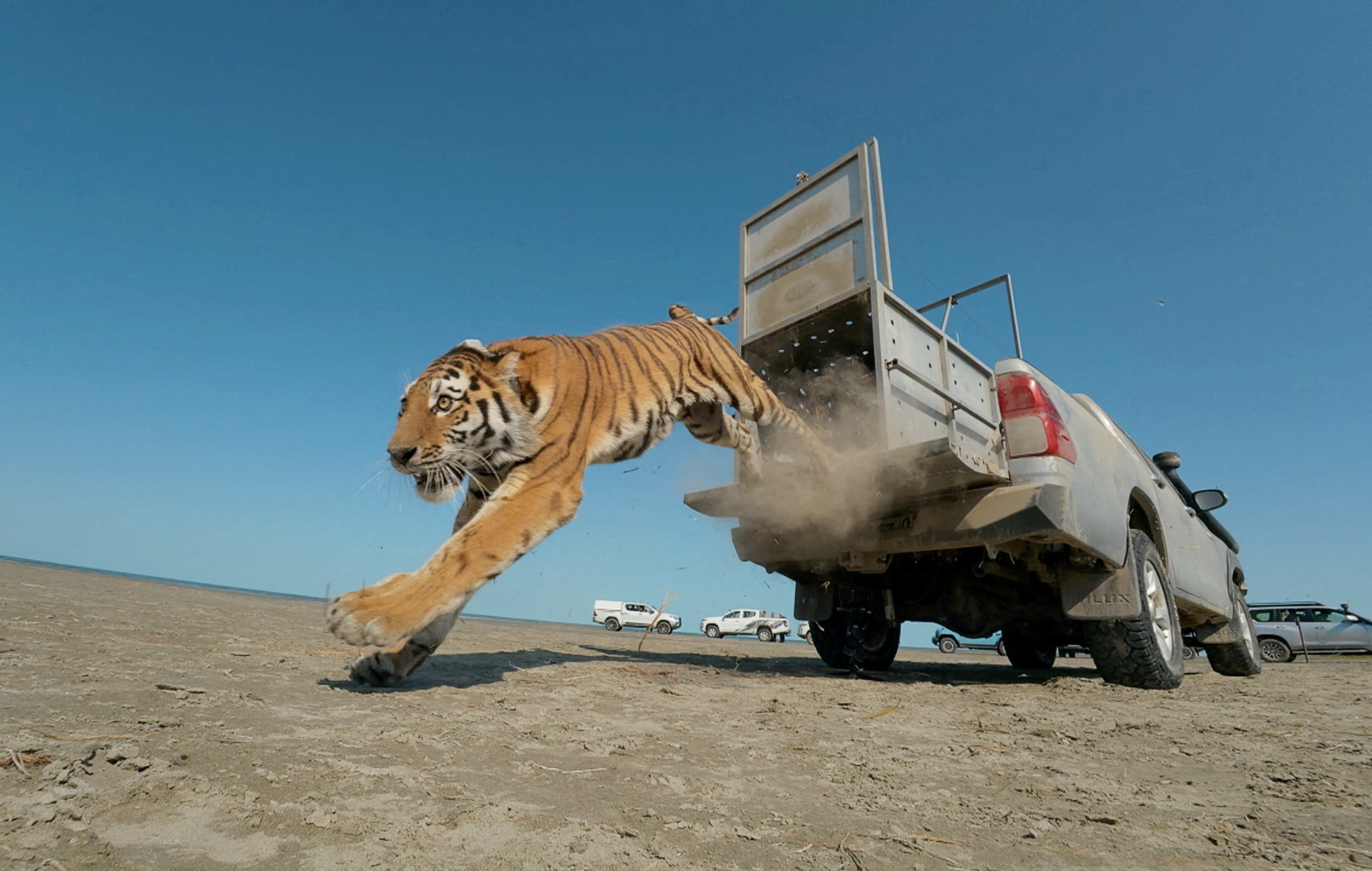 A female Amur tiger, jumps out of a pickup truck.