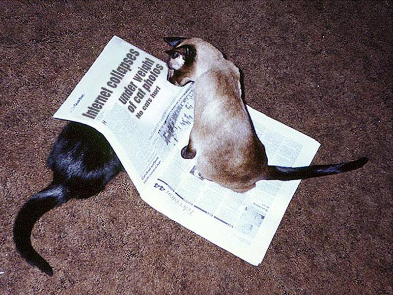 A small black cat and an elderly seal point Siamese cat reading a newspaper that is lying on a brown carpet. The newspaper headline reads, "Internet collapses under weight of cat photos (no cats hurt)"