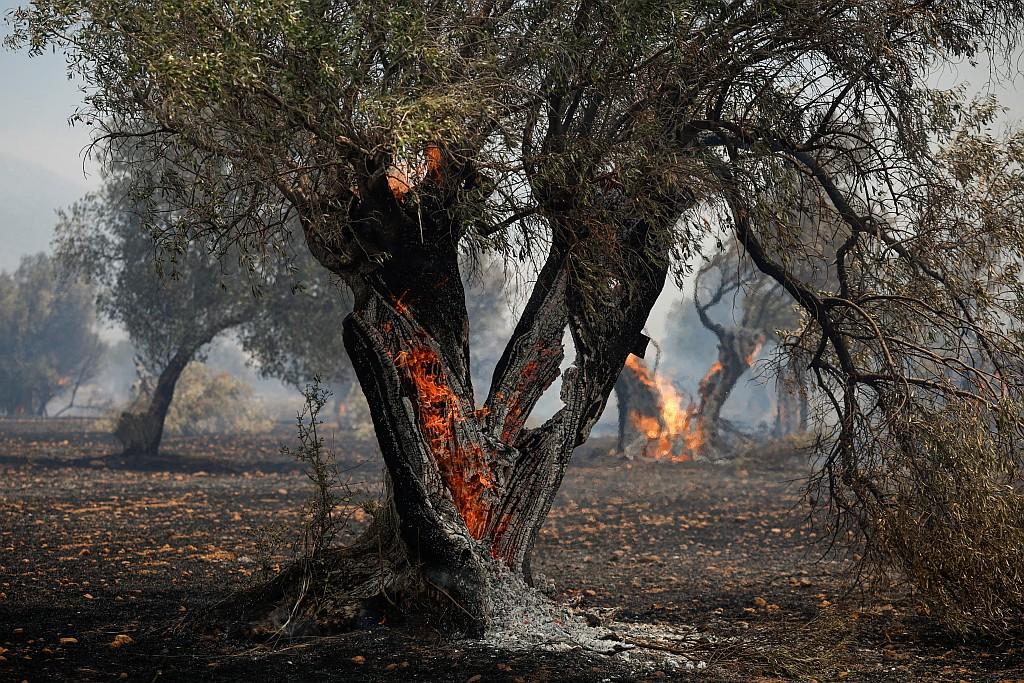 Olive trees burning from inside.