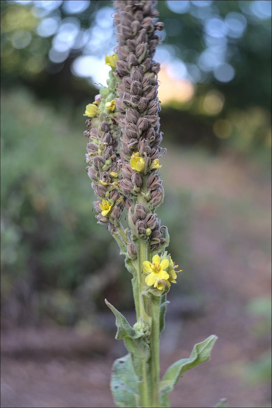 A close up of a torch-like top of a flowering mullein, with a single six-petal yellow flower visible.