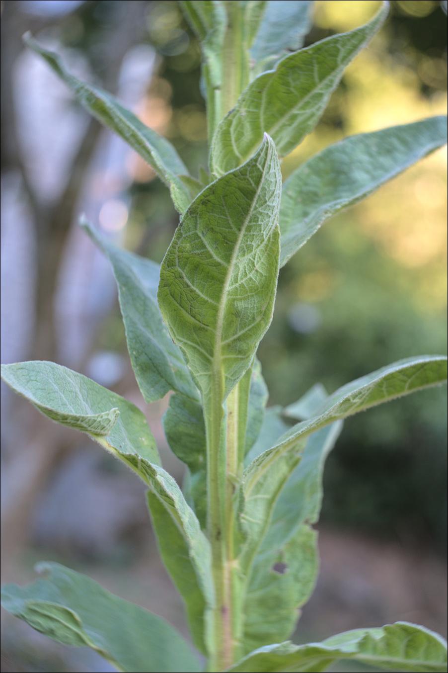 A close up of a leafy section of mullein, the stem and undersides of large leaves visible