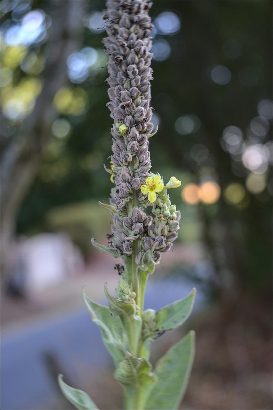 A close up of a torch-like top of a another flowering mullein, with a single six-petal yellow flower visible.