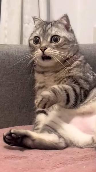 Imagen de un gato con cara de atento o asustado