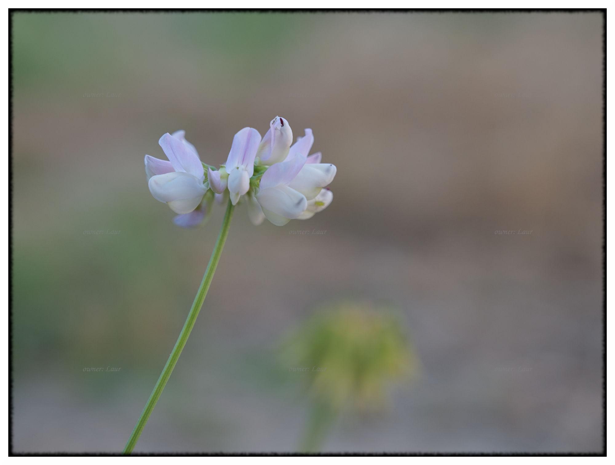 Flower, color, photo