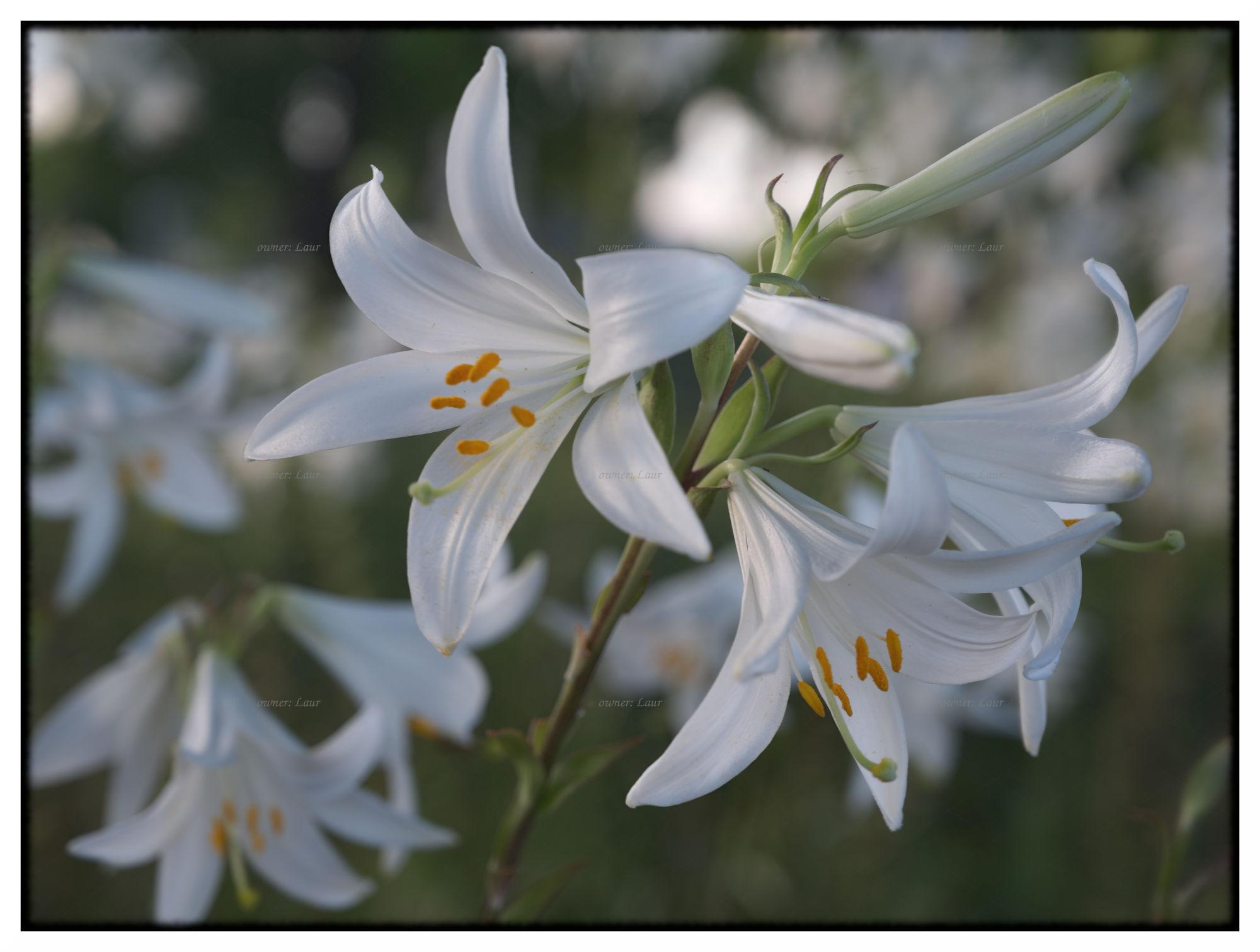 Flowers, color, photo