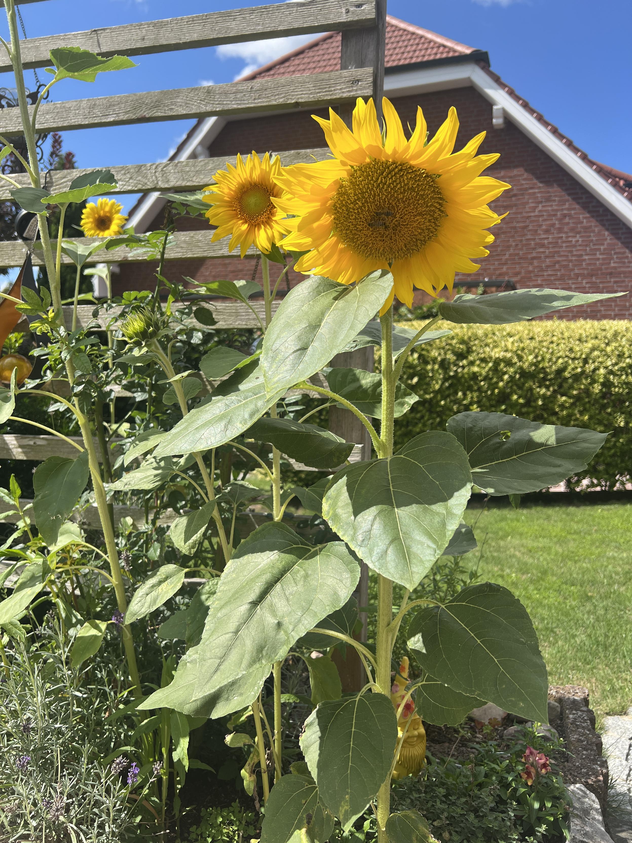 Eine Sonnenblume 🌻