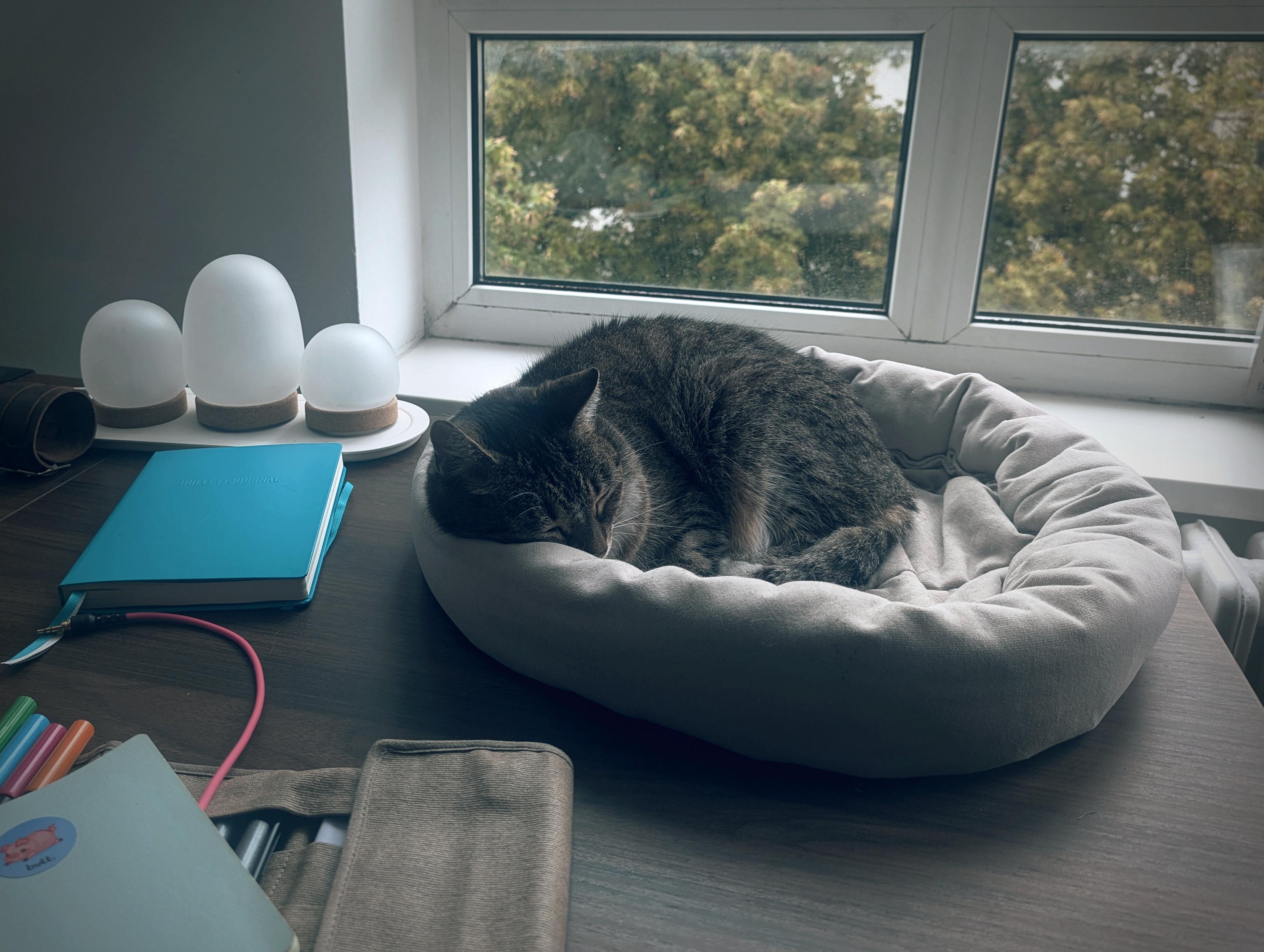 A picture of Selina, a Standard Issue Cat, lying in her cat bed on my desk.