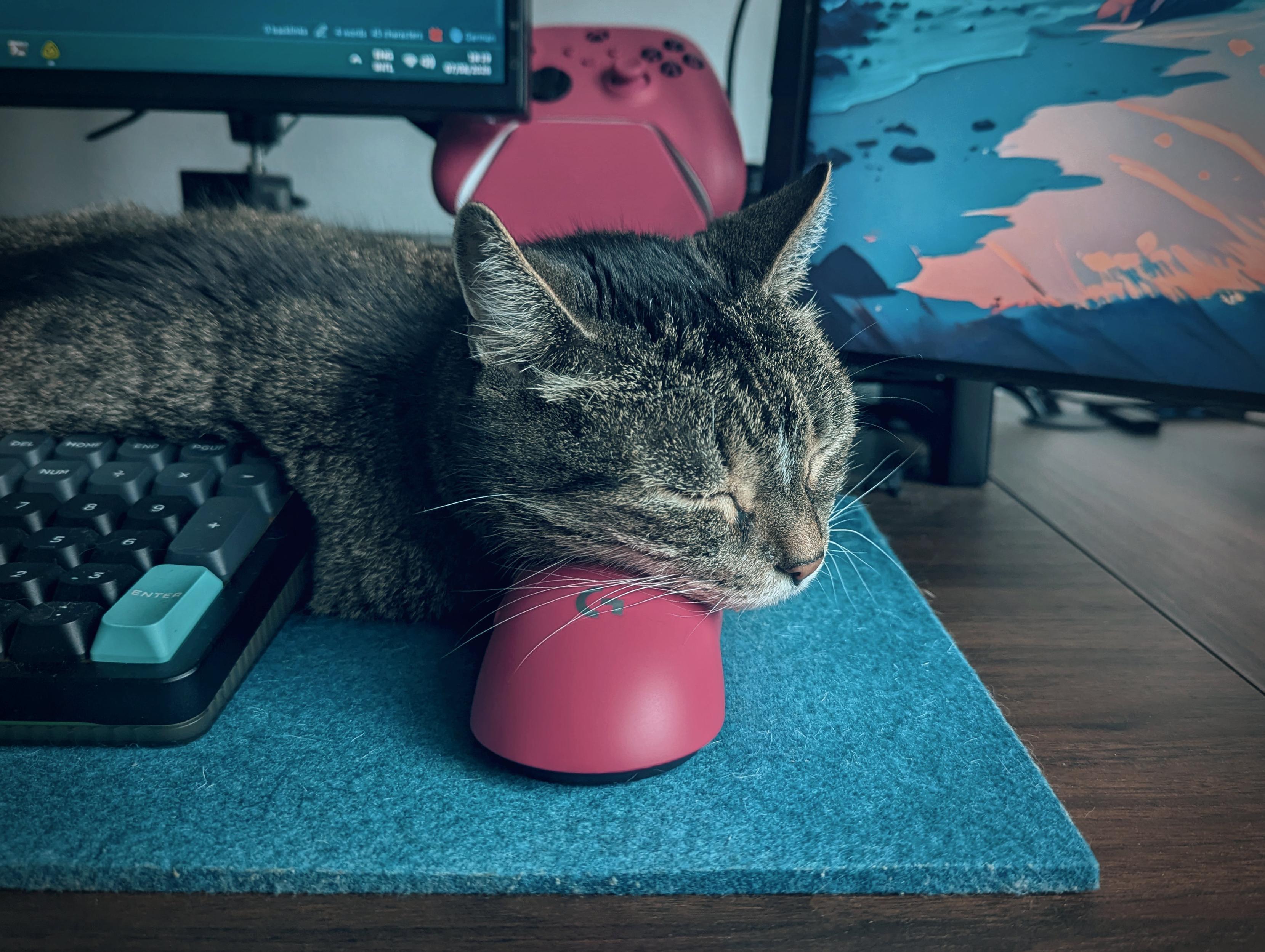 A picture of Selina, a Standard Issue Cat, lying on a teal felt mat behind my keyboard, resting her head on my mouse.