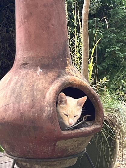 Turnip the cat is nestled in the open mouth of a garden chiminea