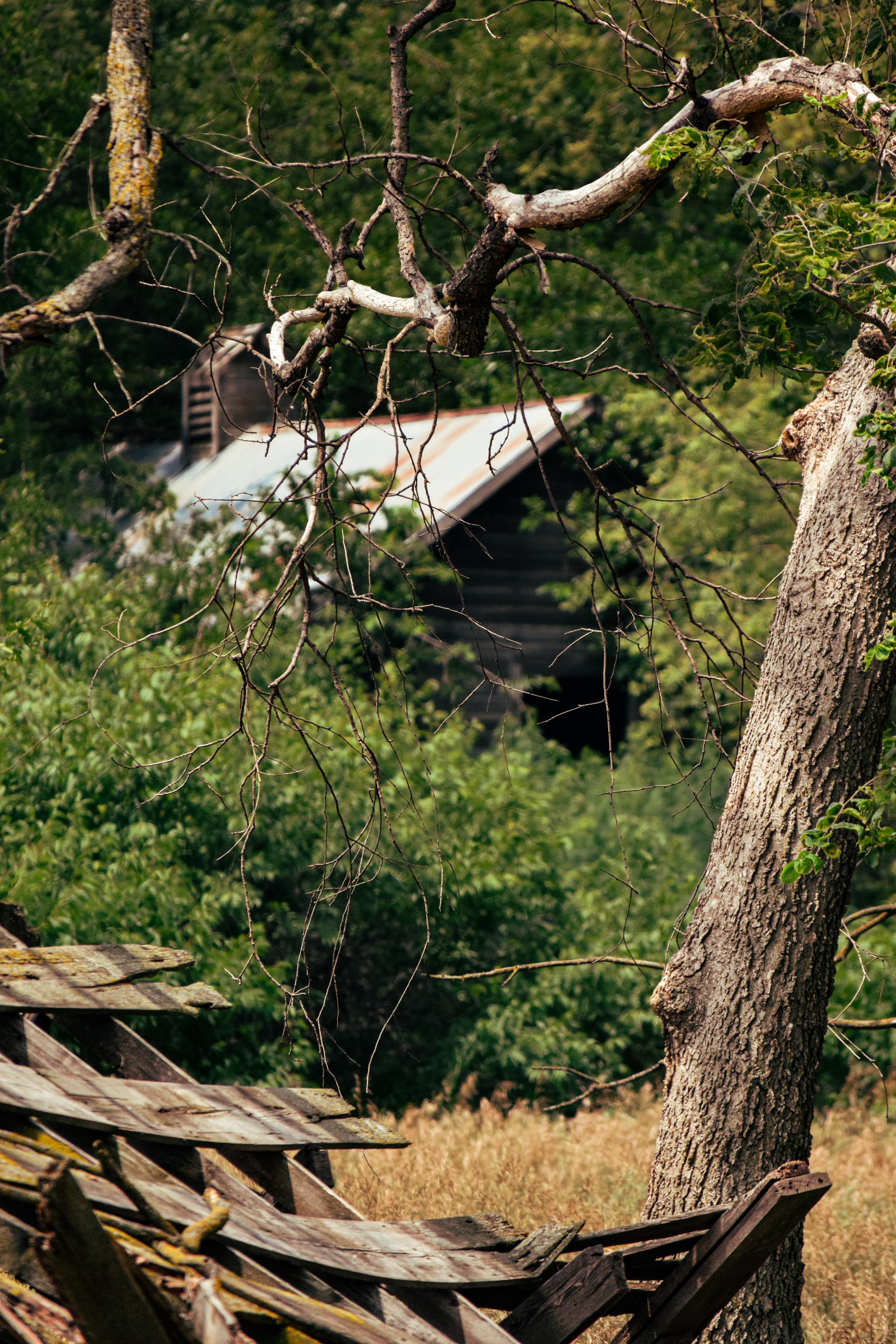 An old, weathered barn surrounded by dense, green vegetation and a large, leaning tree. The scene conveys a sense of nostalgia and abandonment.