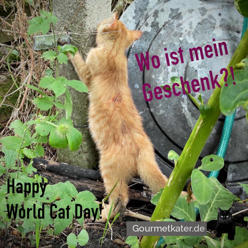 Heute ist Welt-Katzen-Tag!