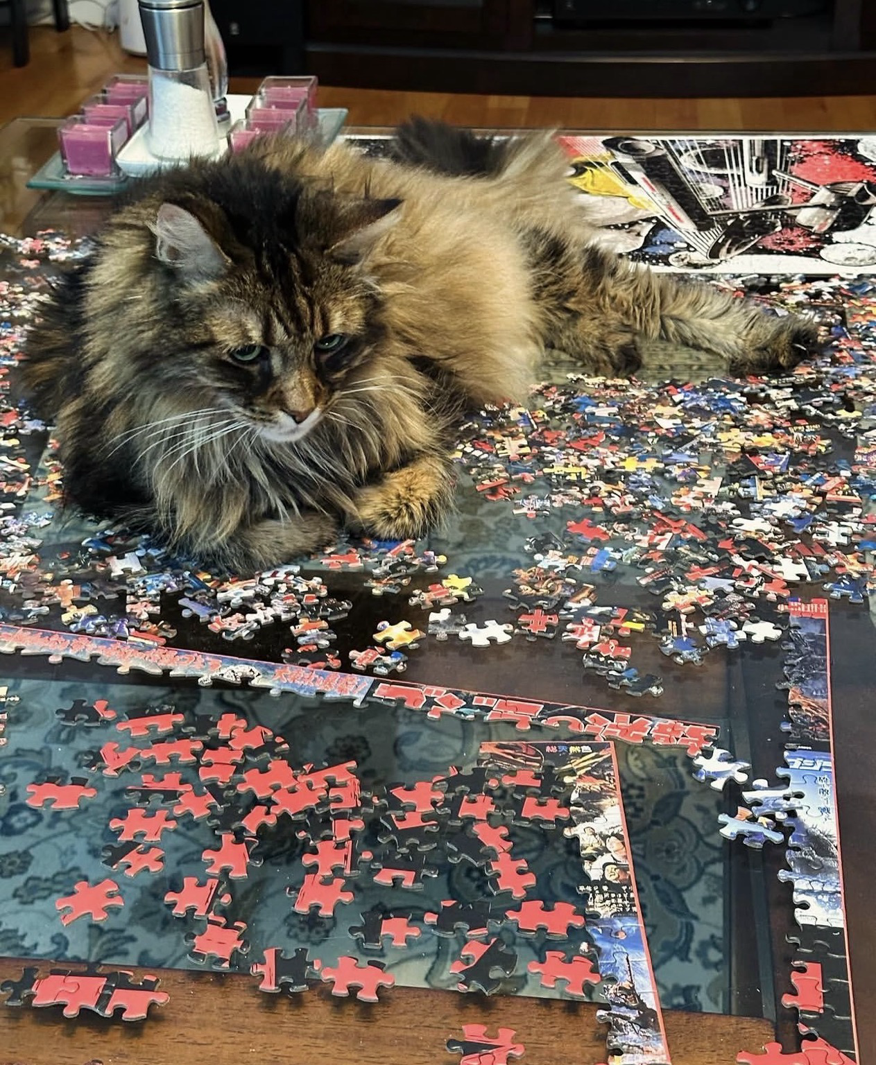 A Maine coon cat lying ontop of a pile of unfinished puzzle and staring at it