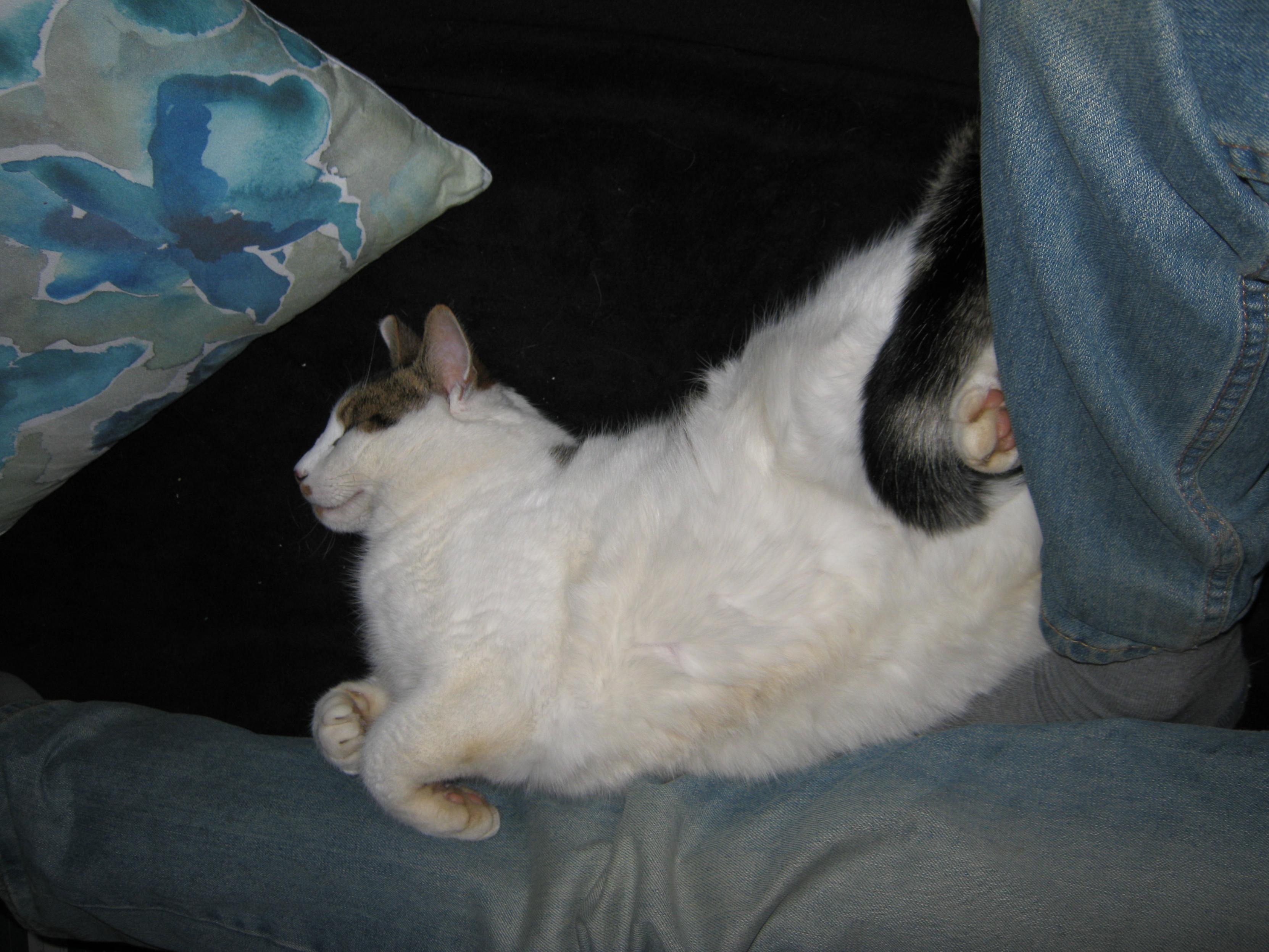 A grey and white cat is sleeping on her back leaning against my legs.