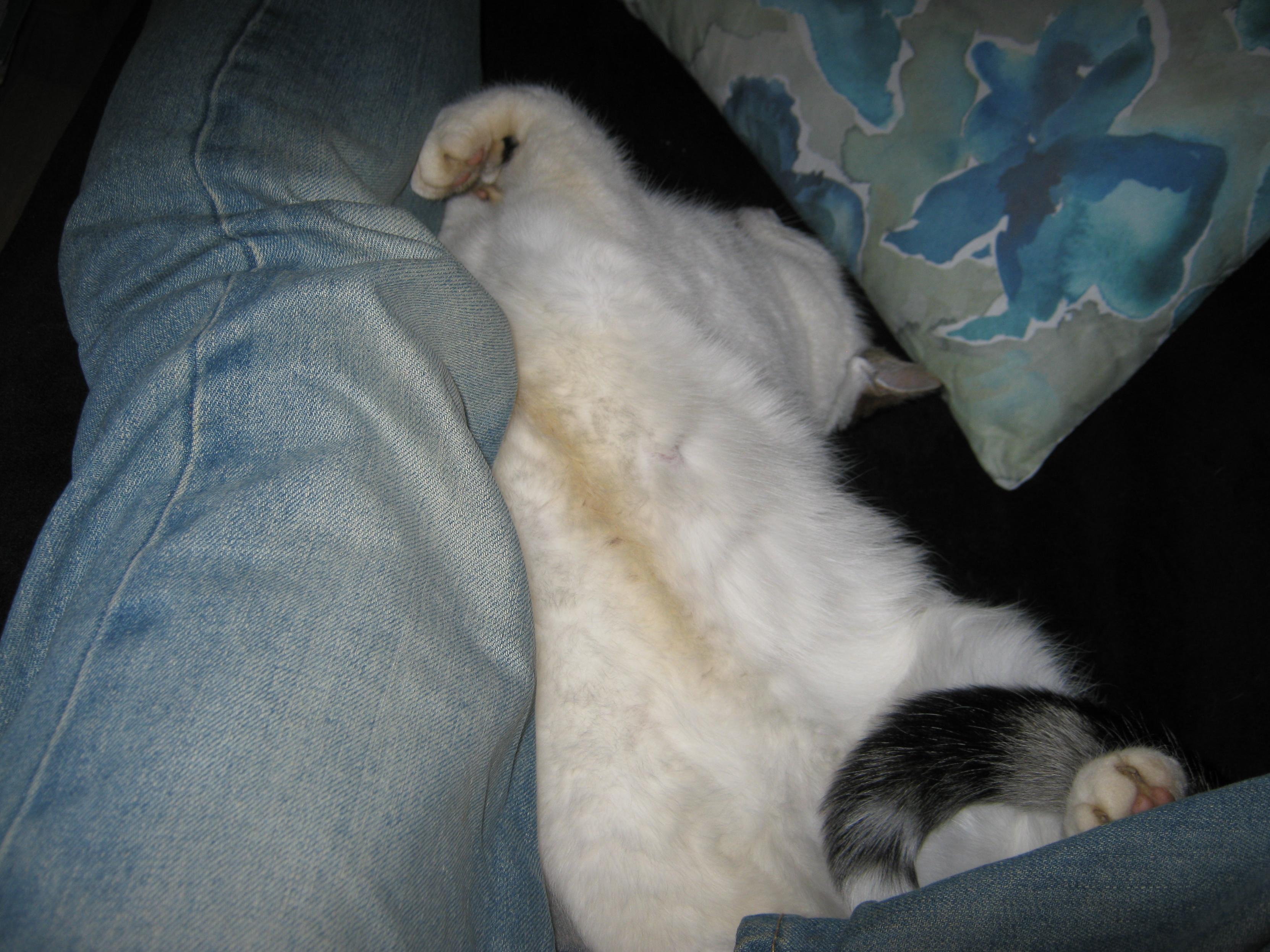 A grey and white cat is sleeping against my legs, belly up.