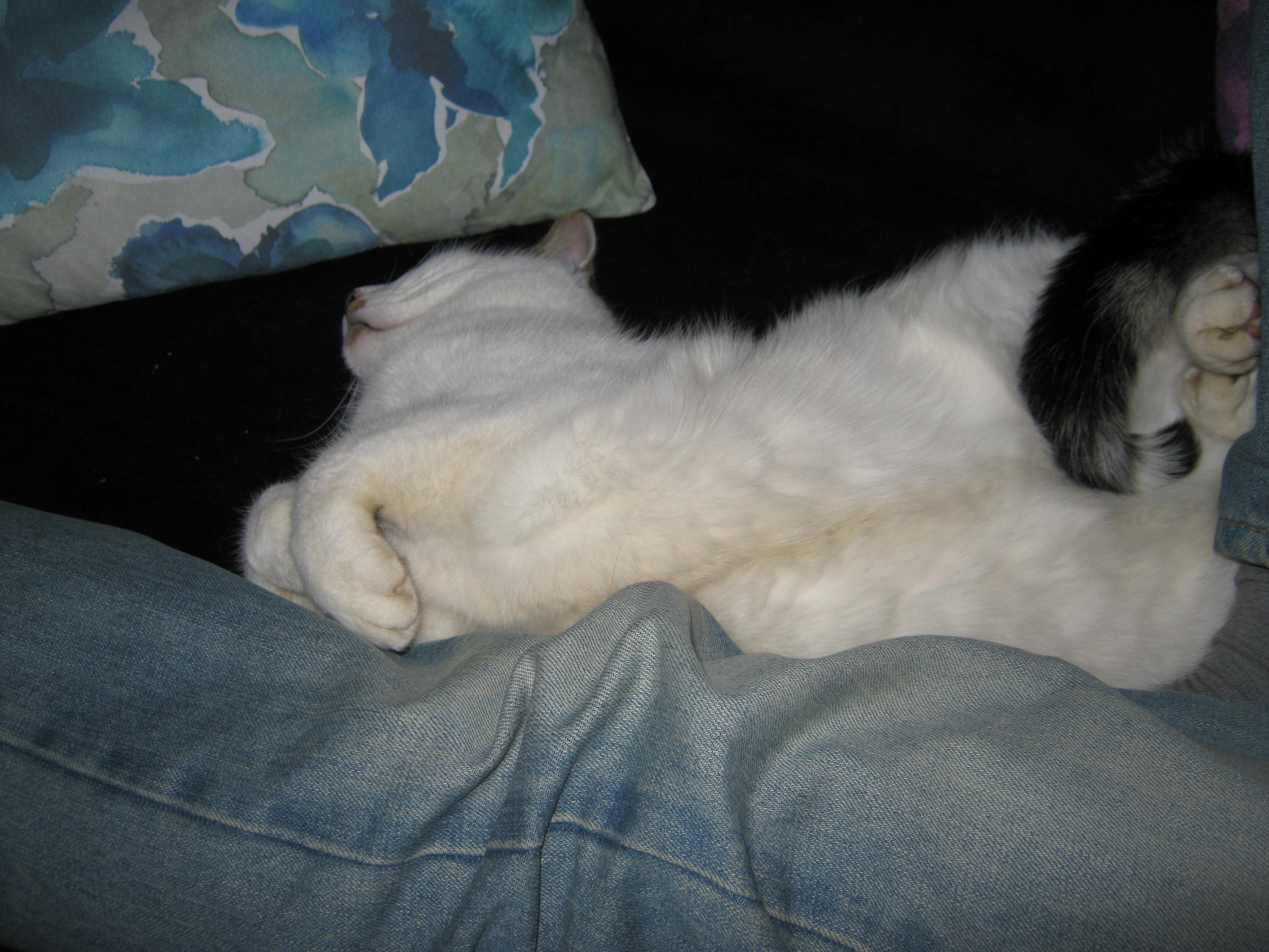A grey and white cat is sleeping on the sofa, belly up, and leaning against my legs.