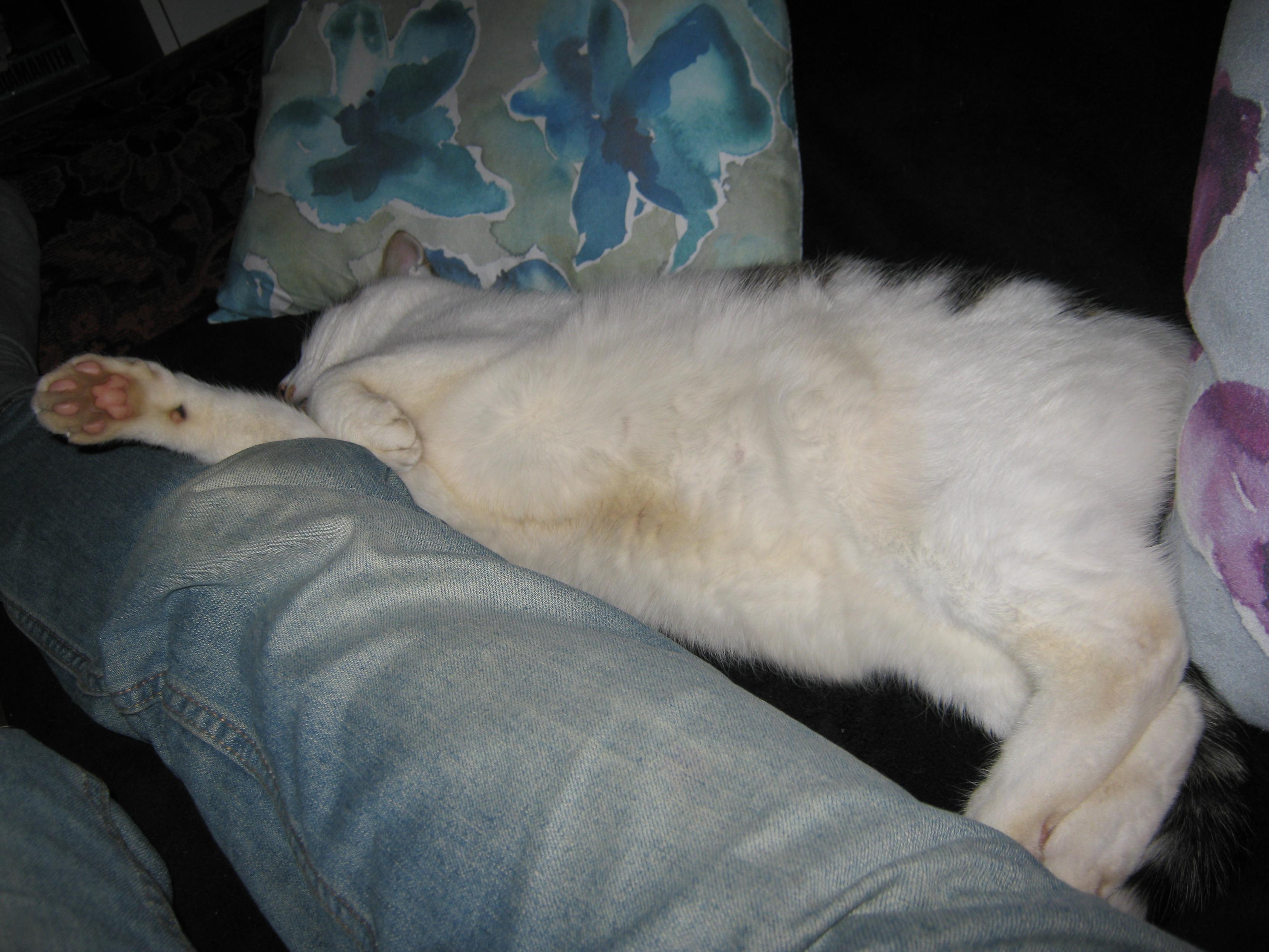 A grey and white cat is sleeping on the sofa, leaning on my legs, belly up.
