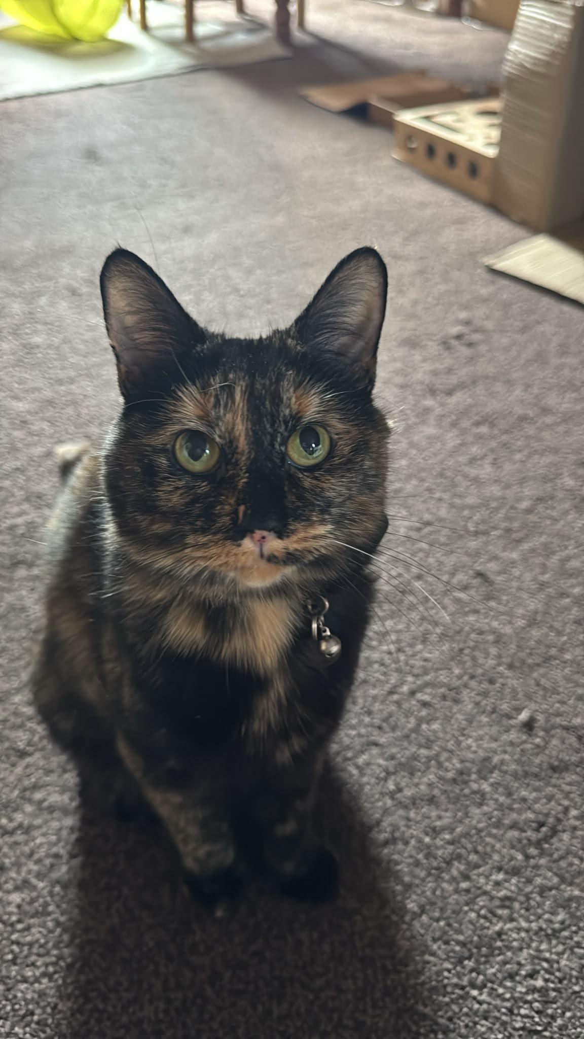 Kokiri, a tortoiseshell domestic shorthair cat, looks directly at the camera. The background is a brown carpet.