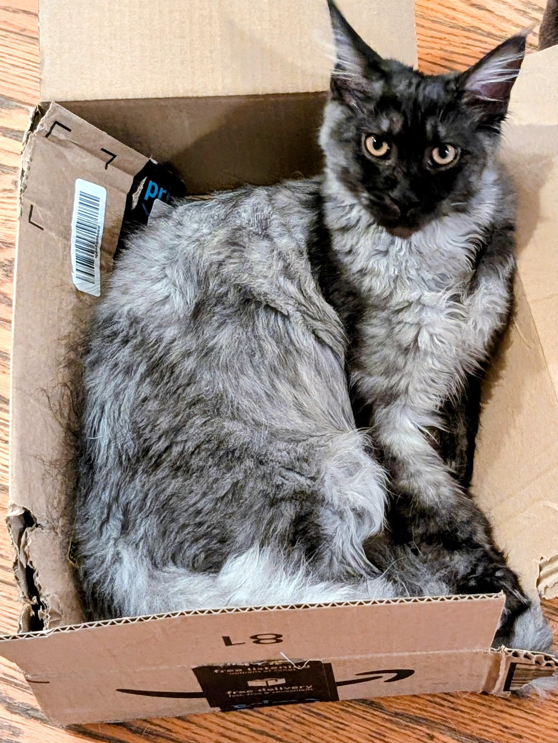 A large smoky gray and black kitten lounges in a cardboard shipping box