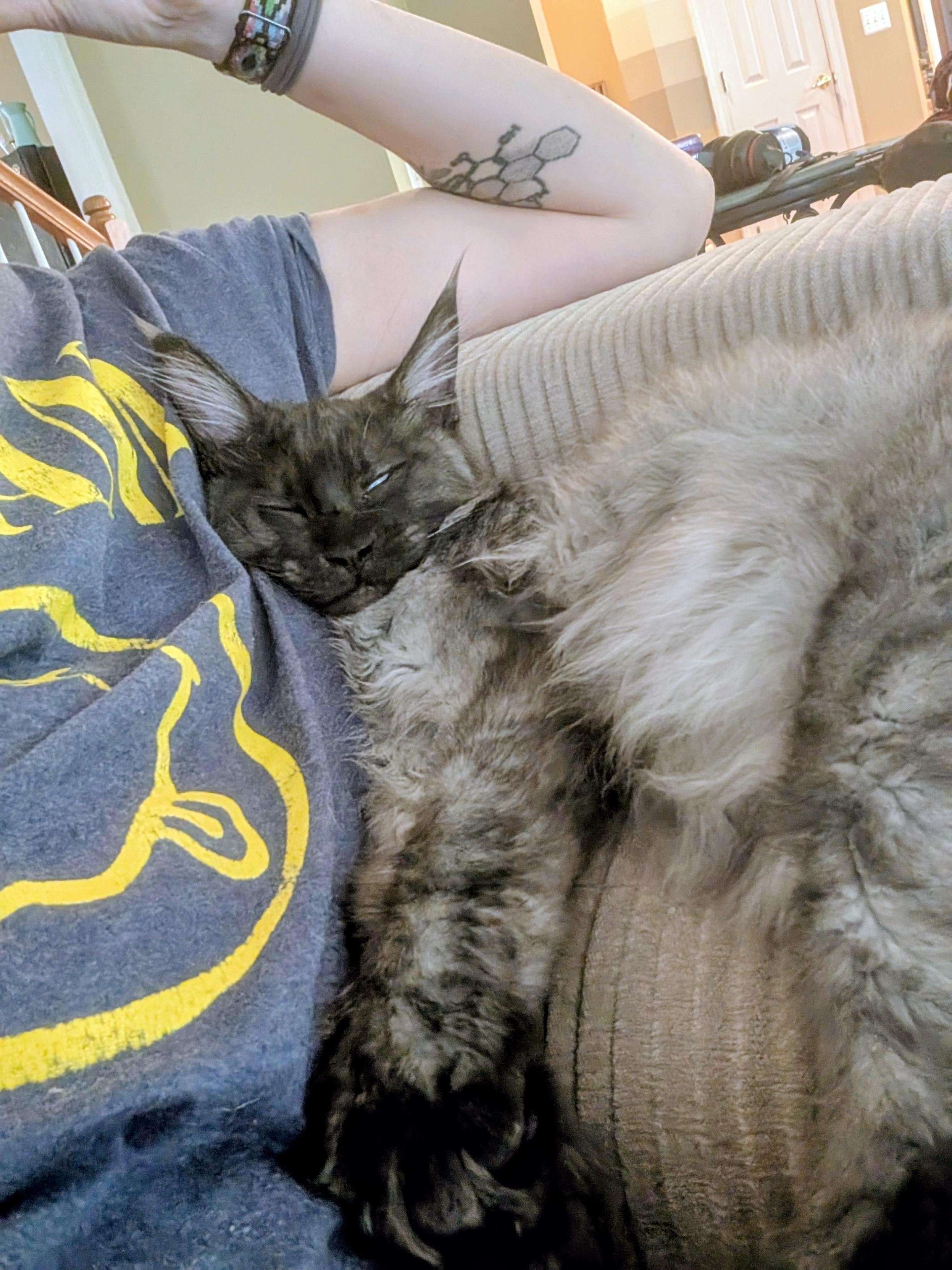 A smoke gray Maine Coon kitten snoozes up against his human while laying on a couch cushion
