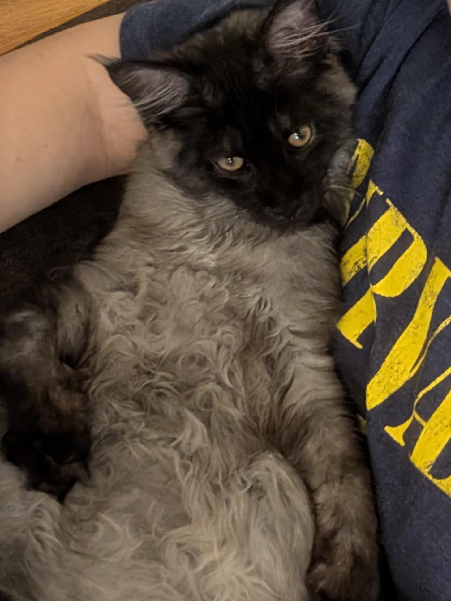 A smoke gray Maine Coon kitten with a black face shows his light gray belly to the camera