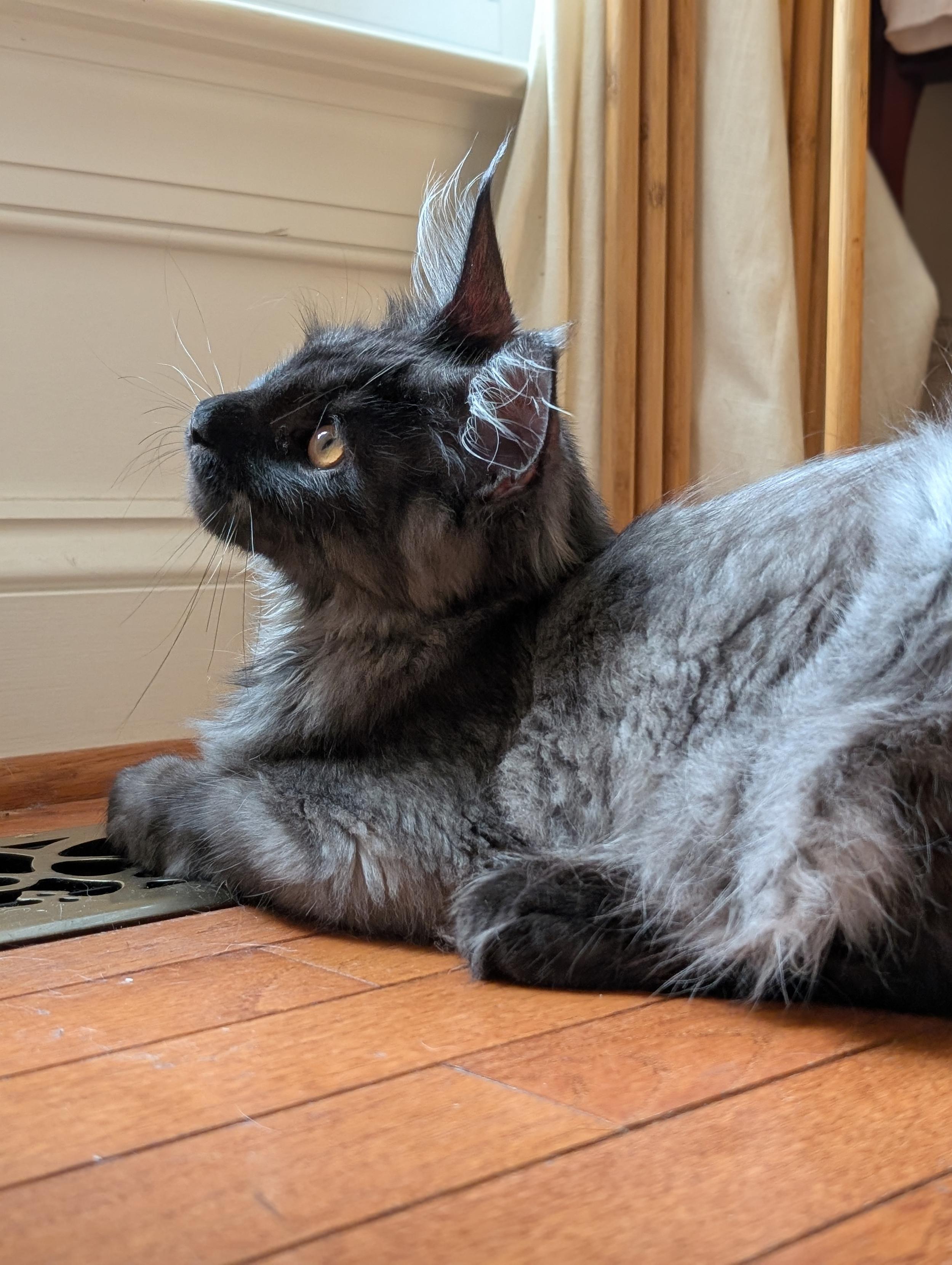 A smoke gray Maine Coon kitten looks out a window